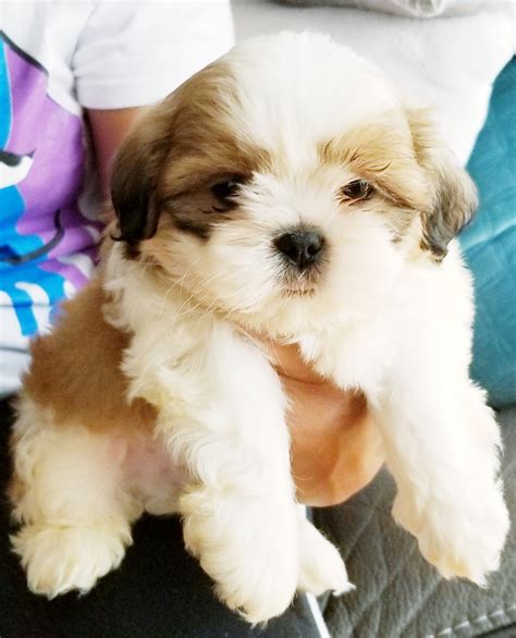 Louis, MO may vary based on the breeder and individual puppy. . Puppies for sale st louis